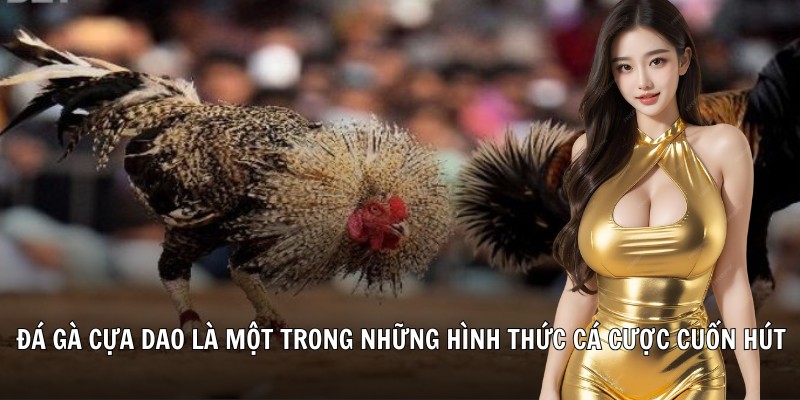 Đá gà cựa dao là một trong những hình thức cá cược đẳng cấp cuốn hút